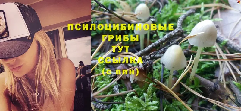 Псилоцибиновые грибы Magic Shrooms  Нерехта 